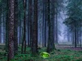 Mystical sunset in the forest 