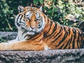 Jagi Puzzle 