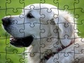 Jigsaw Puzzle Domesticated Animals 