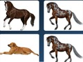 Pet memory problem 