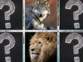 Memory Match Jungle Animals 