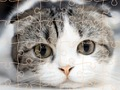 Cats Puzzle Time 