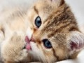 15 Picture Quiz 