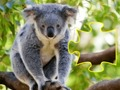Jigsaw Jam Animal 