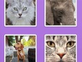Picture Slider Animals 