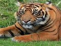 ZOO Trivia 