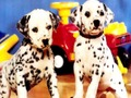 Puppy Pairs Puzzle 