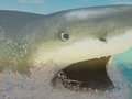 La Shark 