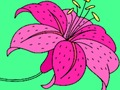 Happy Color 