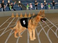 Crazy Dog Racing Fever 
