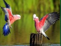 Birds Puzzle 