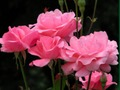 Pink Roses 