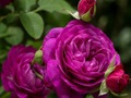 Purple Roses 