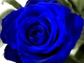 Blue Roses 