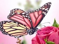 Butterflies Puzzle 