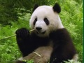Pandas Puzzle 
