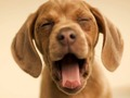 Funny Doggy 