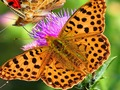 Butterfly Slide 