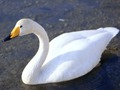 Graceful Swans 