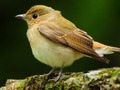 Lovable Birds 