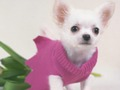 Cute Puppies Puzzle 
