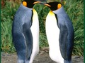 Penguin Puzzle 