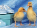Lovable Little Creatures Puzzle 
