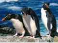 Penguins Slide 