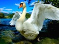 Swans Slide 