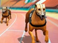 Crazy Dog Racing Fever 