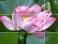 Lotus Flowers 