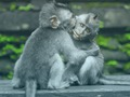 Chimpanzee Jigsaw 