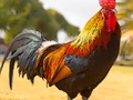 Domestic Birds Puzzle 