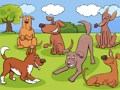 Animals Differences 