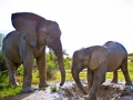 Elephants Puzzle 