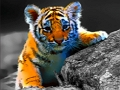Wild Baby Animals Jigsaw 