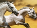 Running Horse Slide 