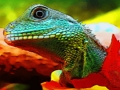 Chinese Water Dragon Jigsaw 