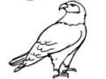 Eagle Coloring Book 