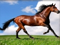 Animals Jigsaw Puzzle Horses 