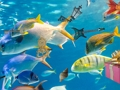 Hidden Objects: Tropical Slide 