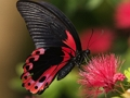 Nature Jigsaw Puzzle Butterfly 