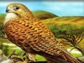 Birds Of Prey Puzzle 