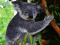 Cute Baby Koala Bear 