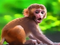 Funny Baby Monkey 