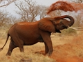 Animals Jigsaw Puzzle - Elephants 
