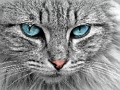 Cat Eye's Jigsaw 