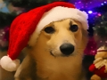 Funny Christmas Dogs 