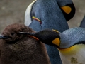 Emperor Penguin Jigsaw 