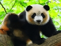 Cute Baby Panda 